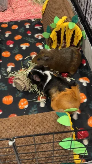 Twix and Cookie