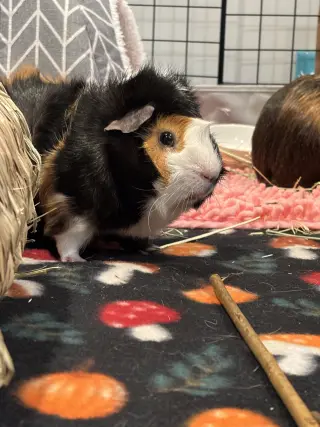 Twix and Cookie