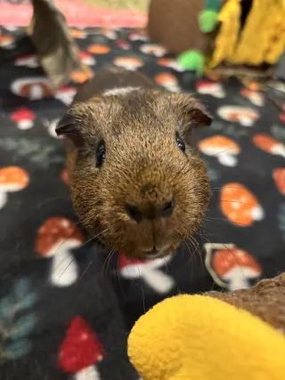 Twix and Cookie