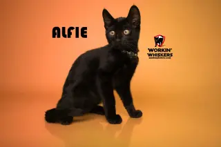ALFIE
