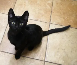 ALFIE