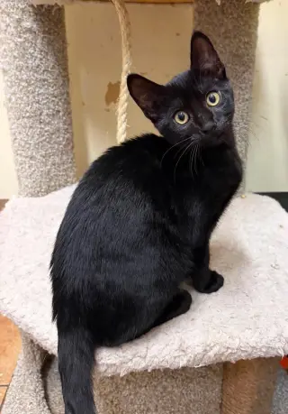 ALFIE