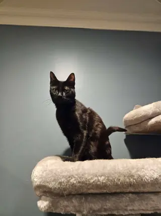MARVIN