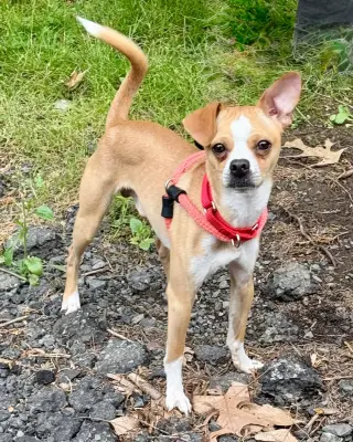 Ollie