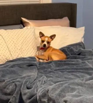 Ollie