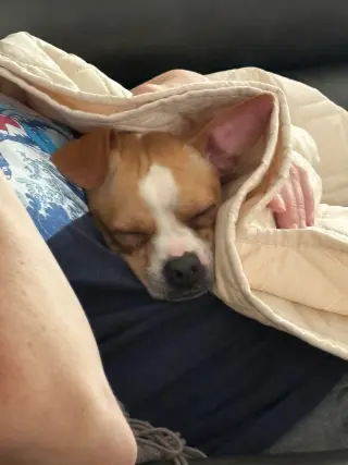 Ollie