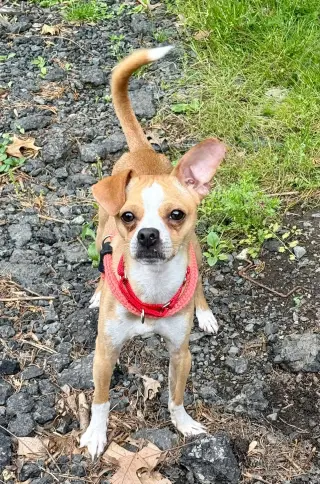 Ollie