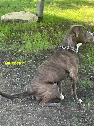 MR ROCKY