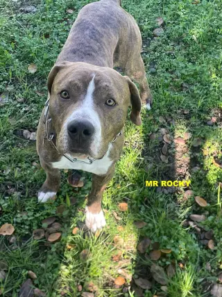 MR ROCKY