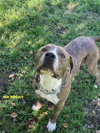 MR ROCKY