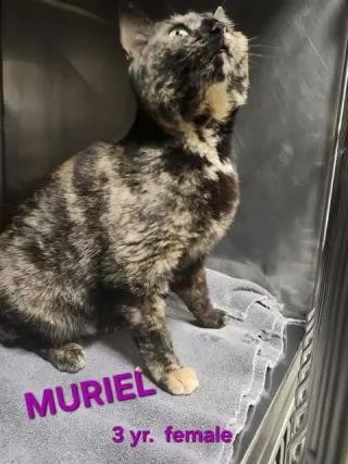 MURIEL