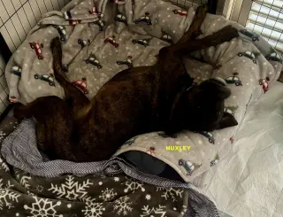 HUXLEY