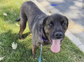 HUXLEY