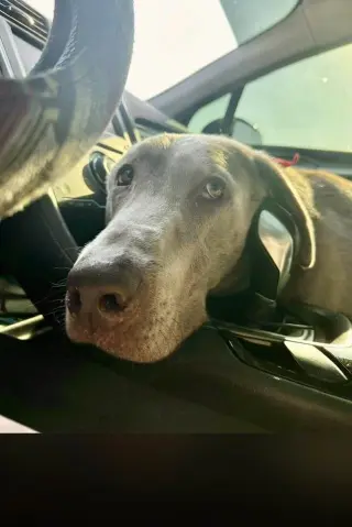 Beau - Courtesy Listing