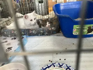 Oliver & Oscar (Coustesy Post)