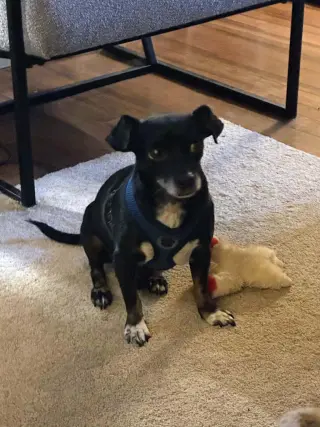 Alfie
