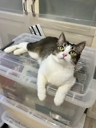 Manxine