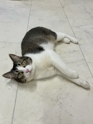 Manxine