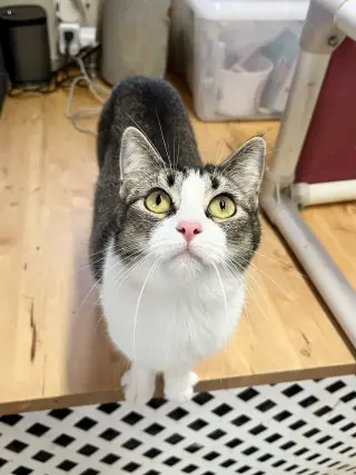 Manxine