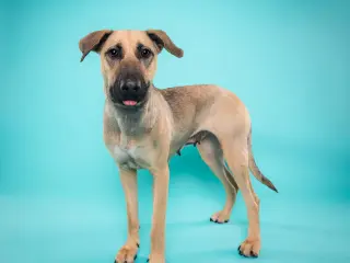 Canela