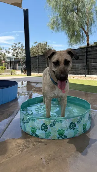 Canela