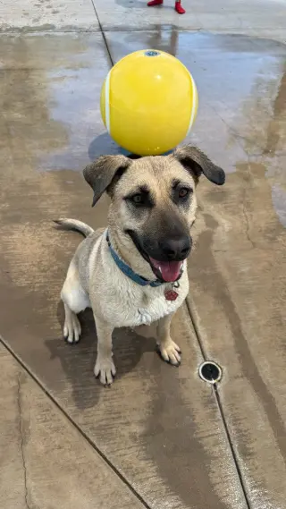 Canela