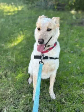 Music Man