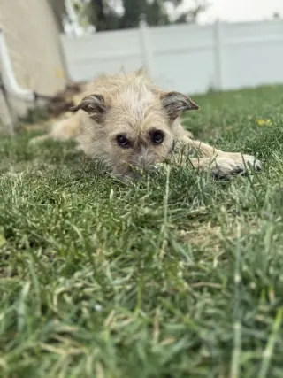 Puppy aka Catniss