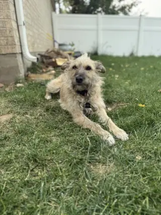 Puppy aka Catniss