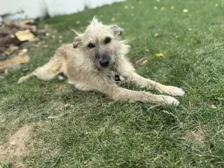 Puppy aka Catniss