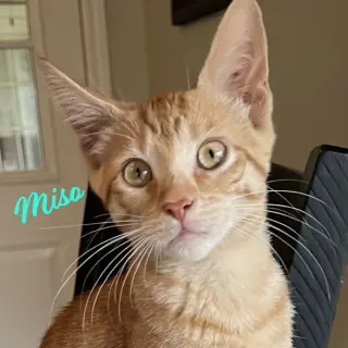 Miso #Japanese-litter