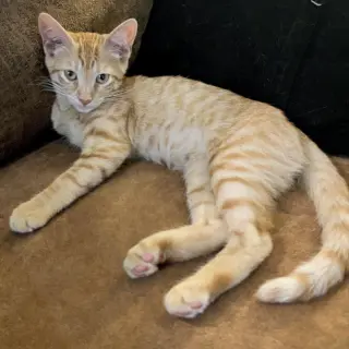 Miso #Japanese-litter