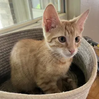 Miso #Japanese-litter