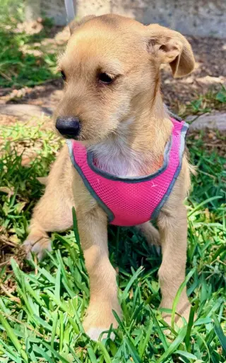 Milly
