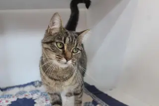 Iris