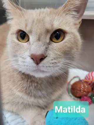 Matilda- Sponsored