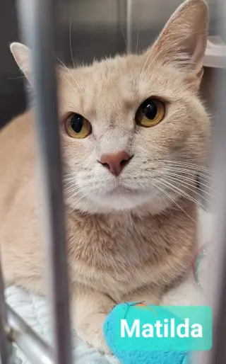 Matilda- Sponsored