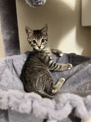 Pepper