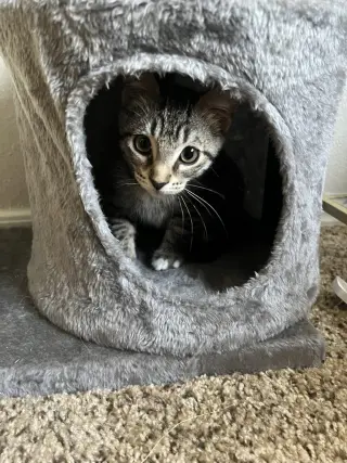 Pepper