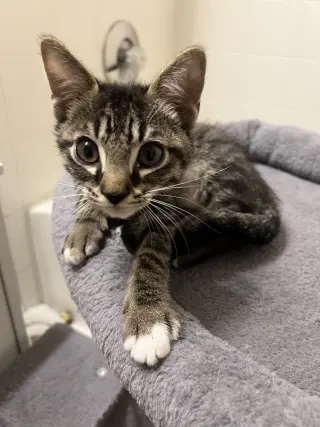 Sweet Chili