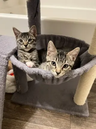 Sweet Chili
