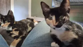 PETUNIA