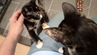 PETUNIA