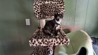 PETUNIA