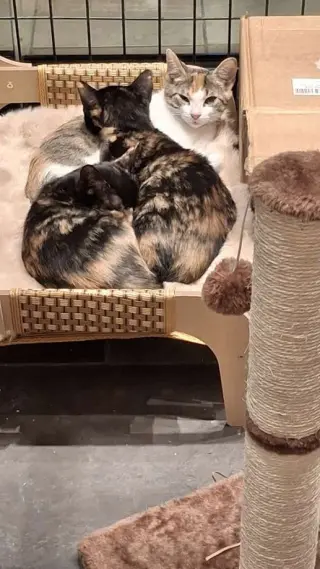 PETUNIA