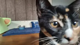 PETUNIA