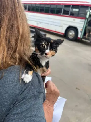 PETUNIA