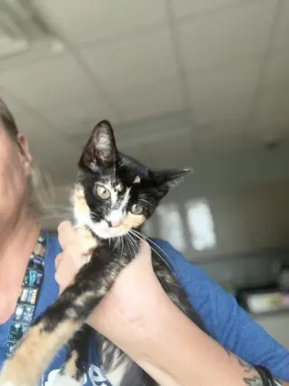 PETUNIA