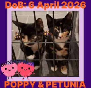 PETUNIA