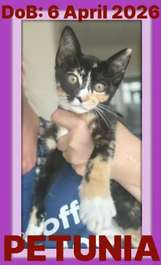 PETUNIA